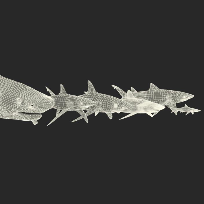 Sharks Collection 2 3D model