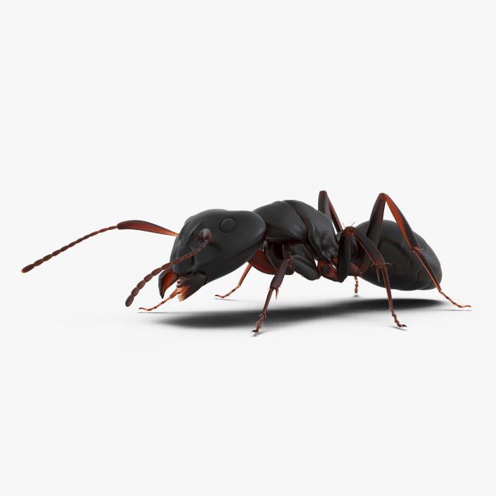 3D Black Ant Pose 3