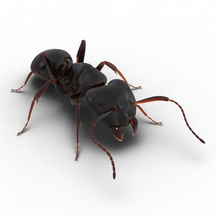 3D Black Ant Pose 3