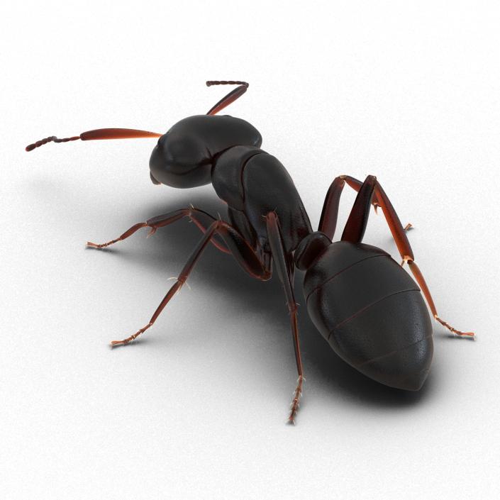 3D Black Ant Pose 3