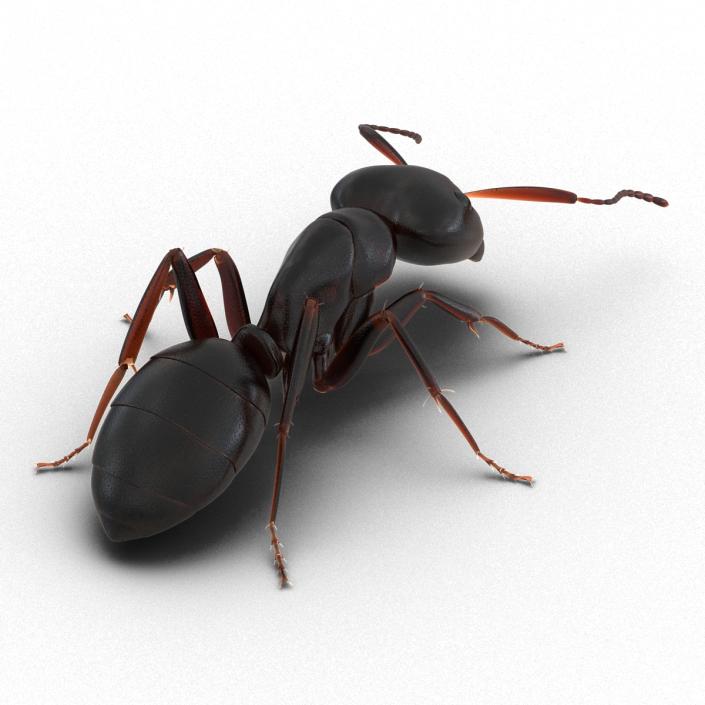 3D Black Ant Pose 3