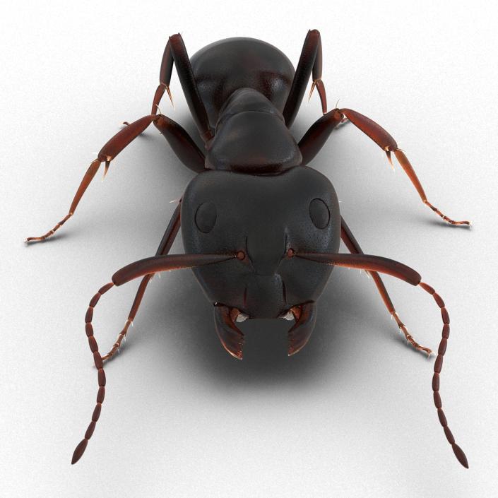 3D Black Ant Pose 3