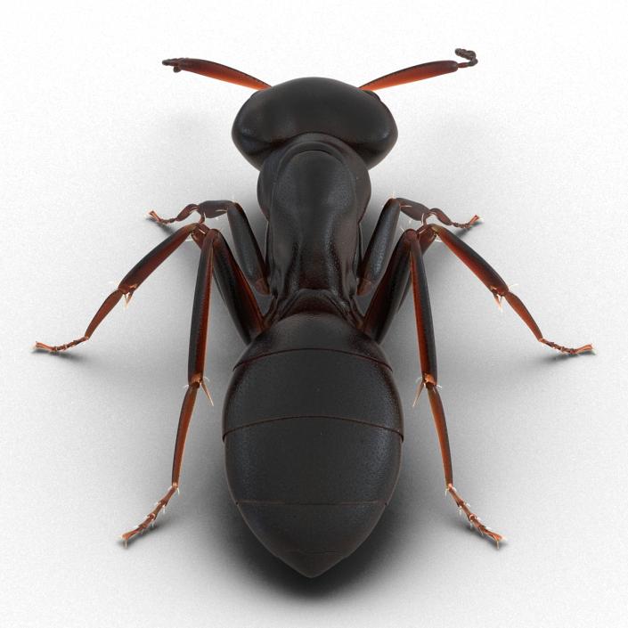 3D Black Ant Pose 3