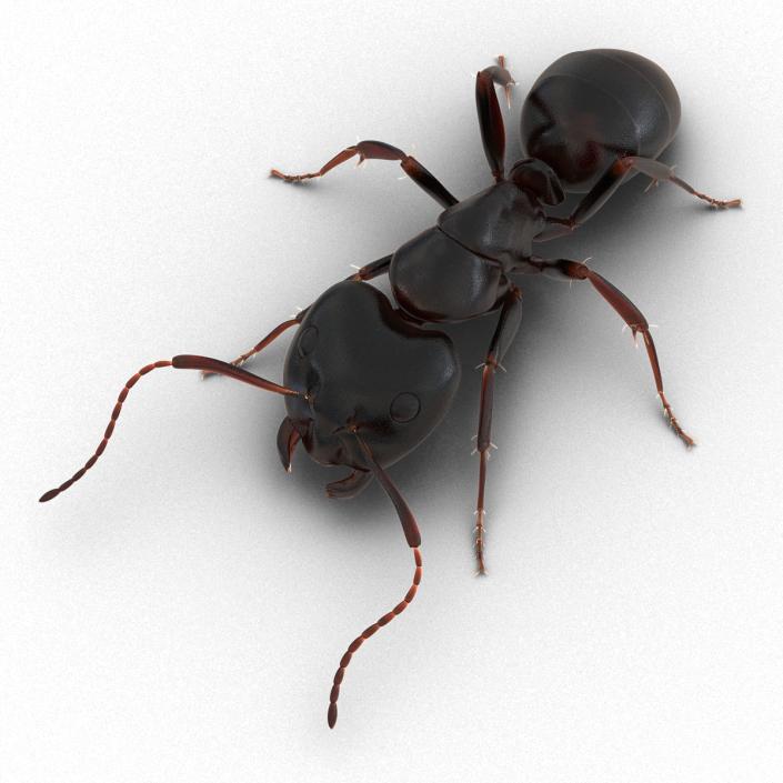 3D Black Ant Pose 3