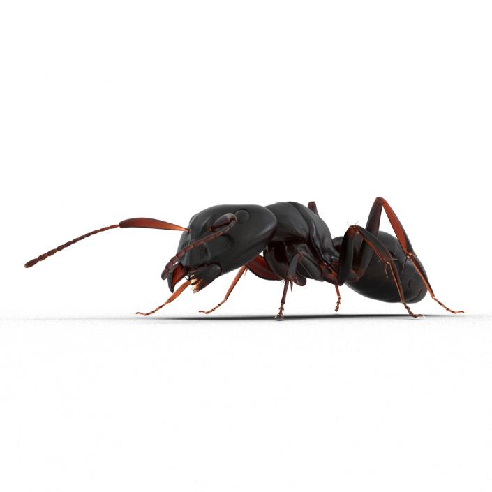 3D Black Ant Pose 3