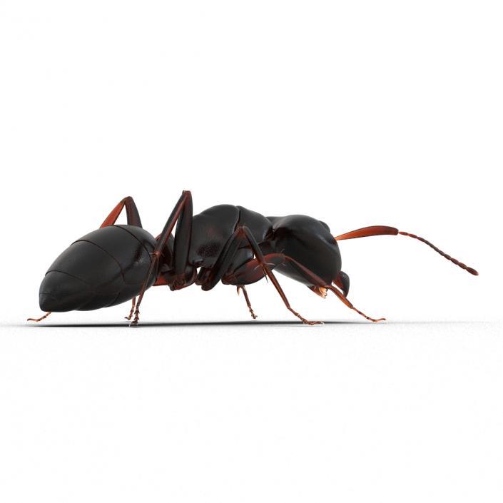 3D Black Ant Pose 3