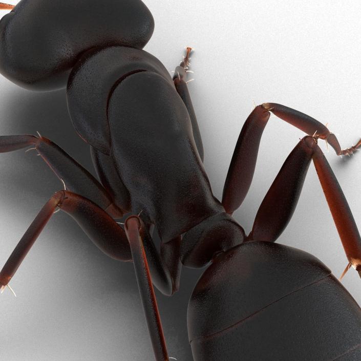 3D Black Ant Pose 3