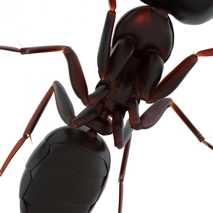 3D Black Ant Pose 3