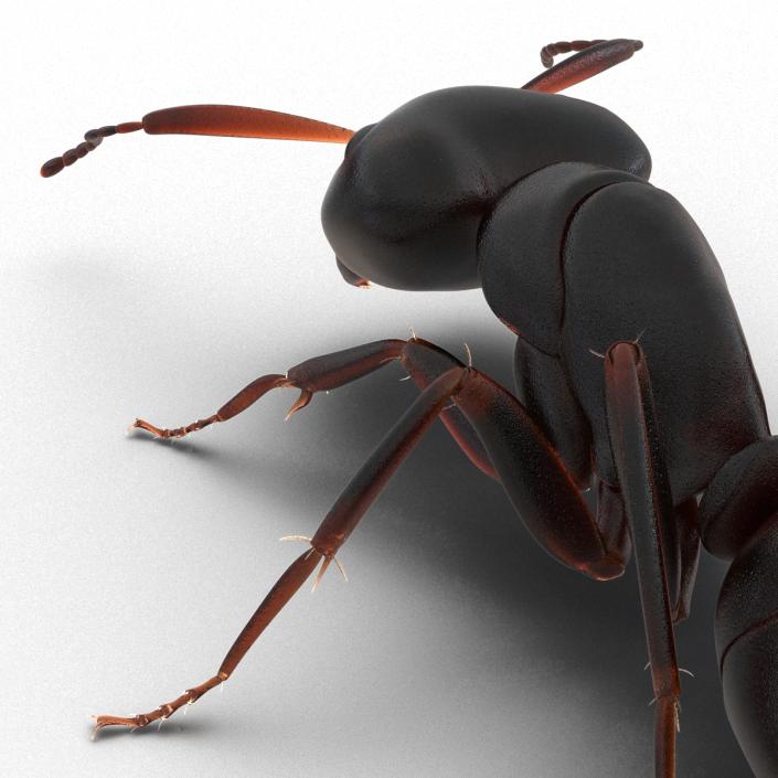 3D Black Ant Pose 3