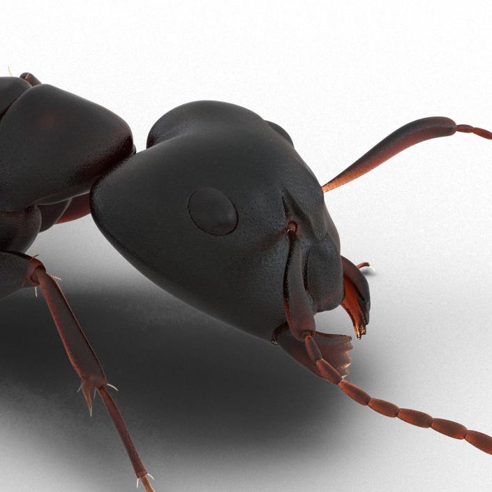 3D Black Ant Pose 3