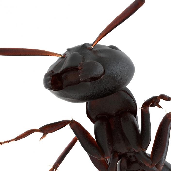 3D Black Ant Pose 3