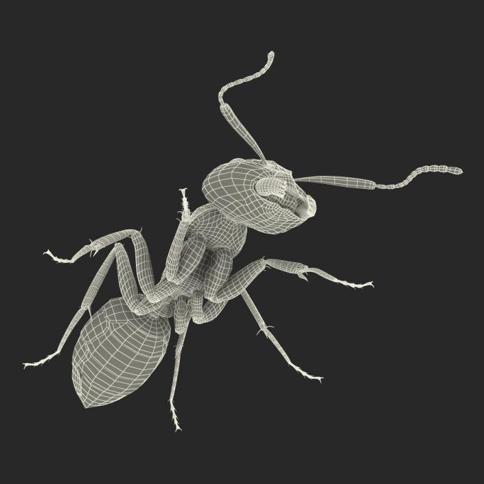 3D Black Ant Pose 3