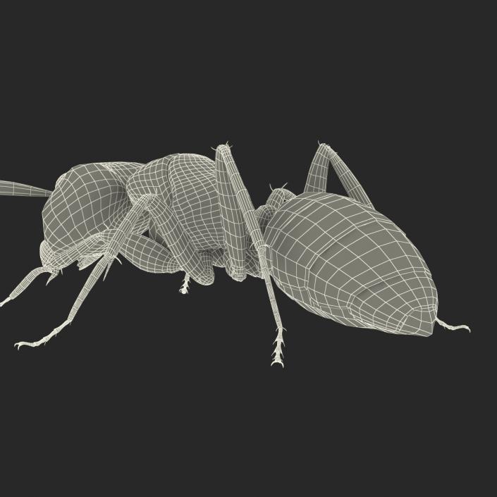 3D Black Ant Pose 3