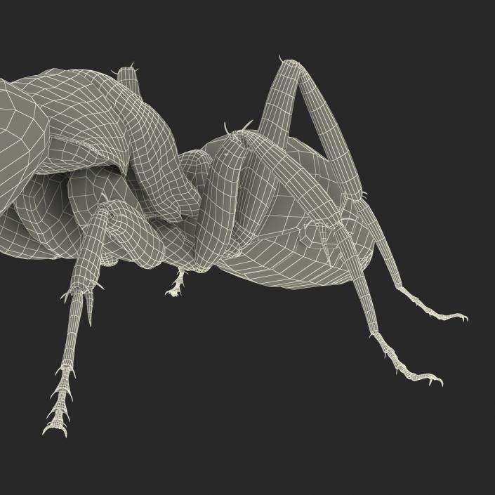 3D Black Ant Pose 3