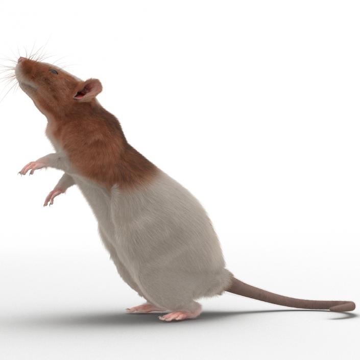 Rat 3 Pose 2 3D