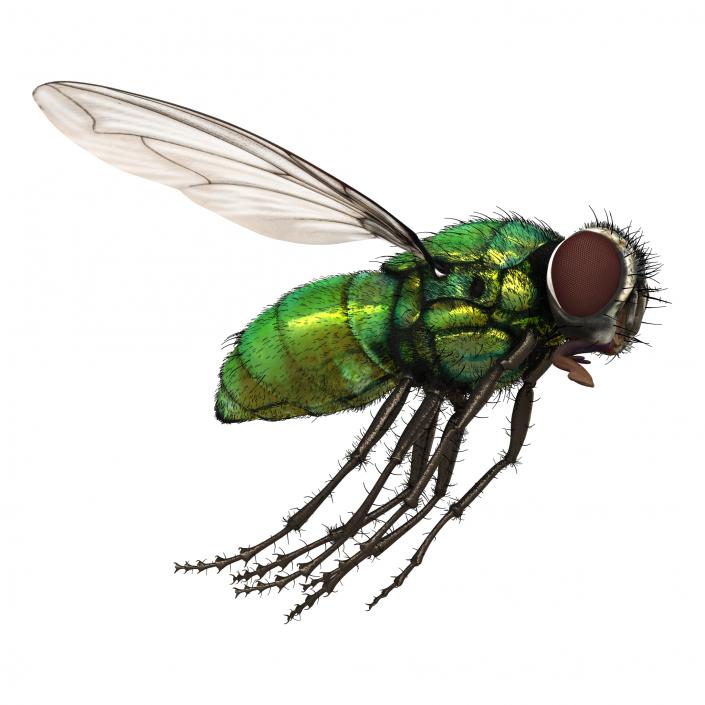 Green Bottle Fly Pose 3 with Fur 3D