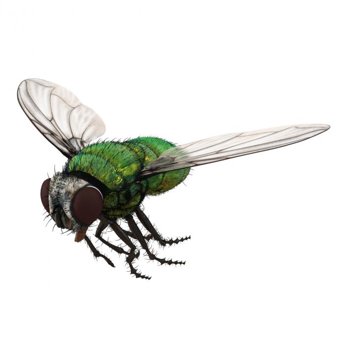 Green Bottle Fly Pose 3 with Fur 3D