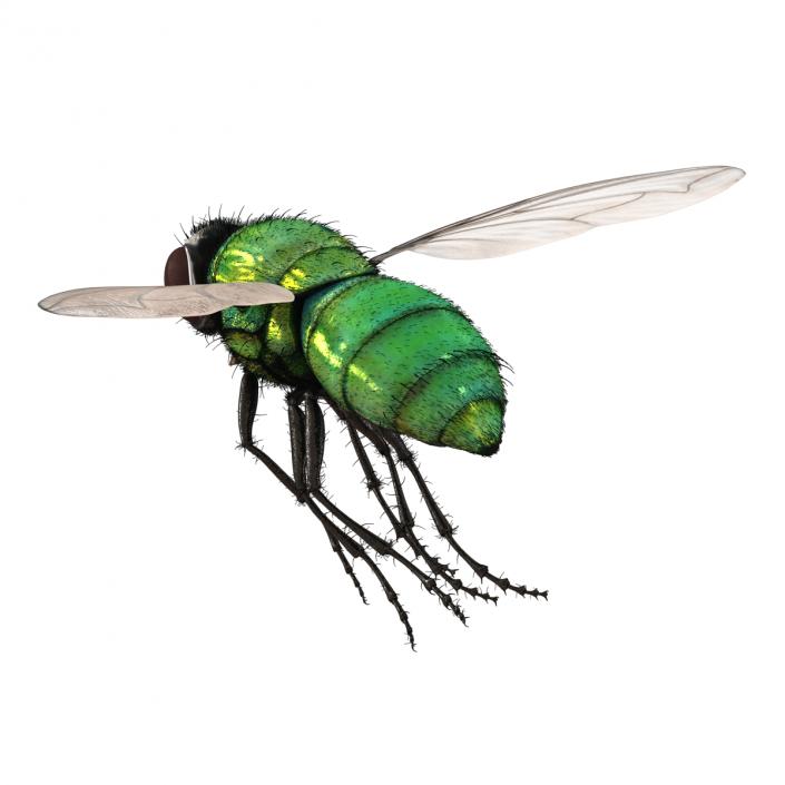 Green Bottle Fly Pose 3 with Fur 3D