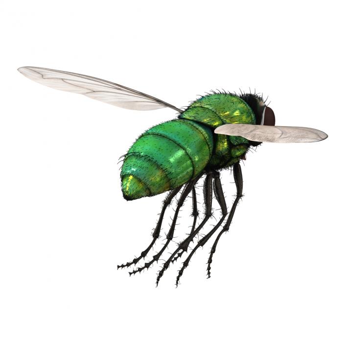 Green Bottle Fly Pose 3 with Fur 3D