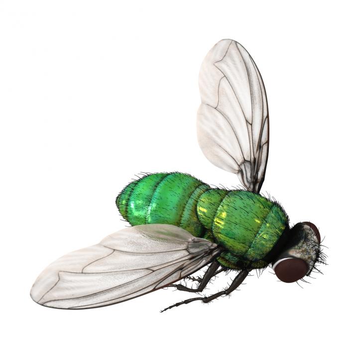 Green Bottle Fly Pose 3 with Fur 3D