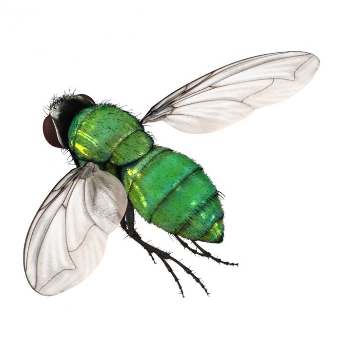 Green Bottle Fly Pose 3 with Fur 3D