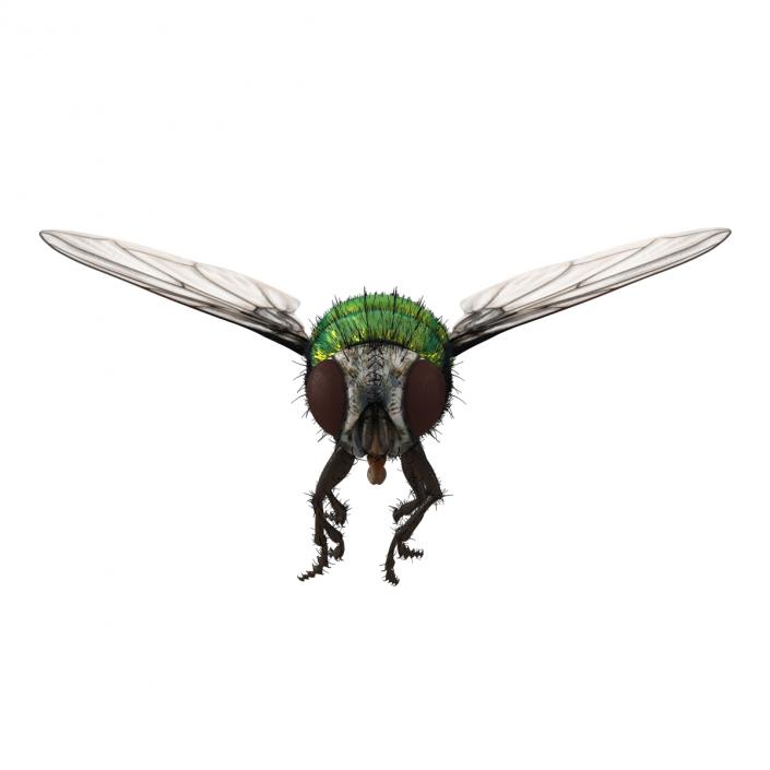 Green Bottle Fly Pose 3 with Fur 3D