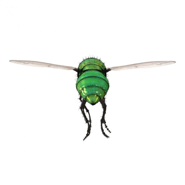 Green Bottle Fly Pose 3 with Fur 3D