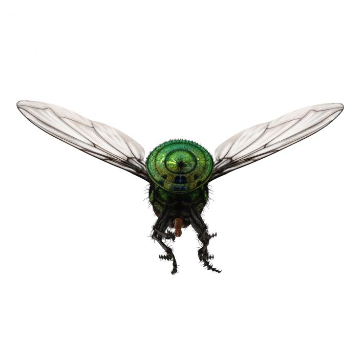 Green Bottle Fly Pose 3 with Fur 3D