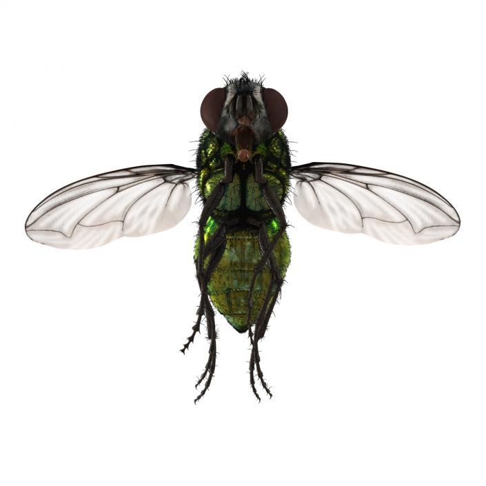 Green Bottle Fly Pose 3 with Fur 3D