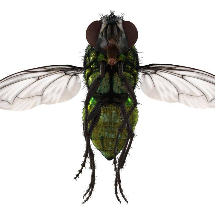 Green Bottle Fly Pose 3 with Fur 3D