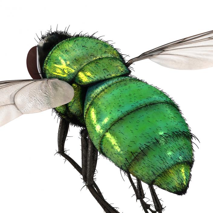 Green Bottle Fly Pose 3 with Fur 3D