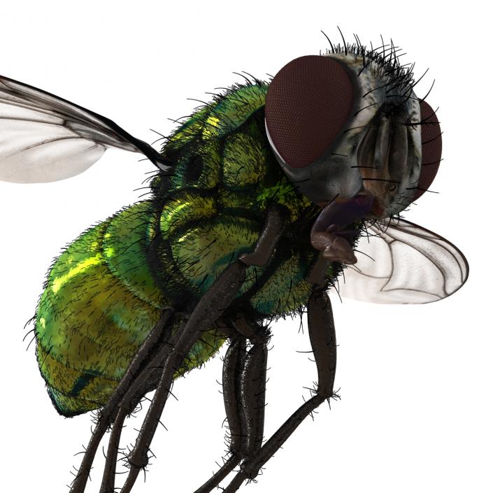 Green Bottle Fly Pose 3 with Fur 3D