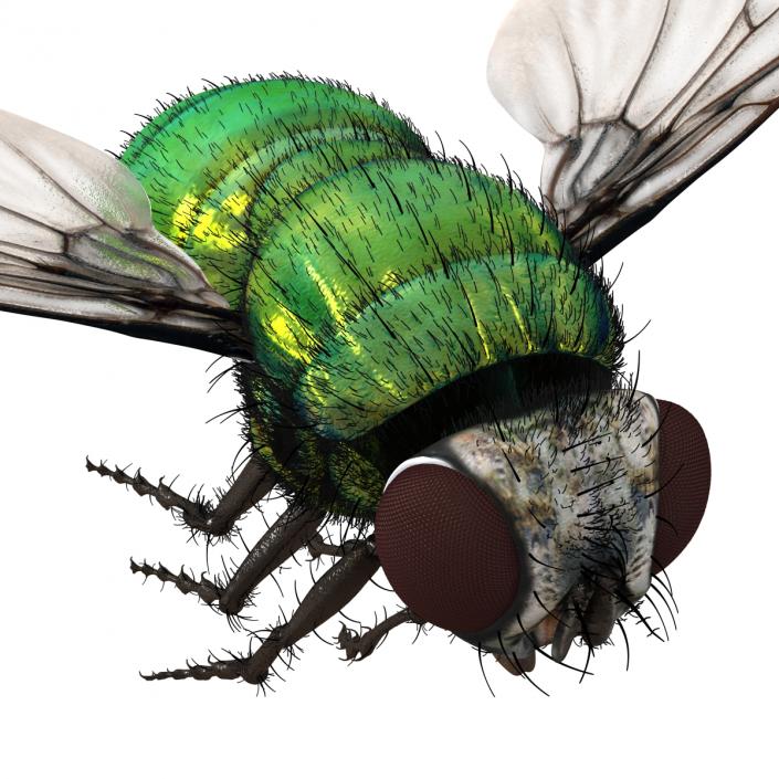 Green Bottle Fly Pose 3 with Fur 3D