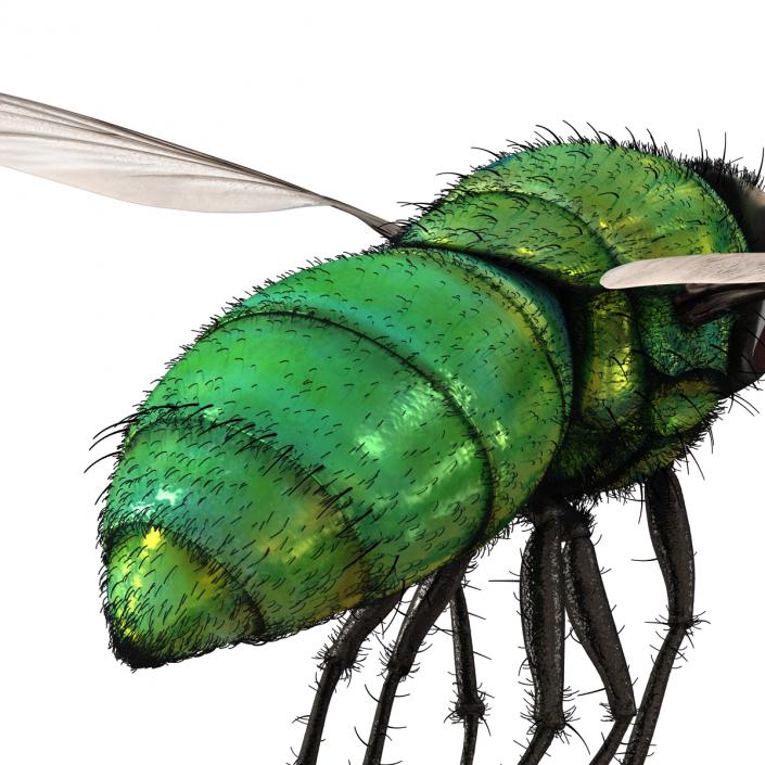 Green Bottle Fly Pose 3 with Fur 3D