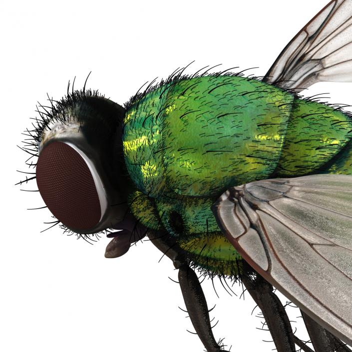 Green Bottle Fly Pose 3 with Fur 3D