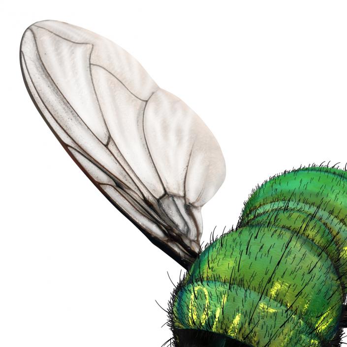 Green Bottle Fly Pose 3 with Fur 3D