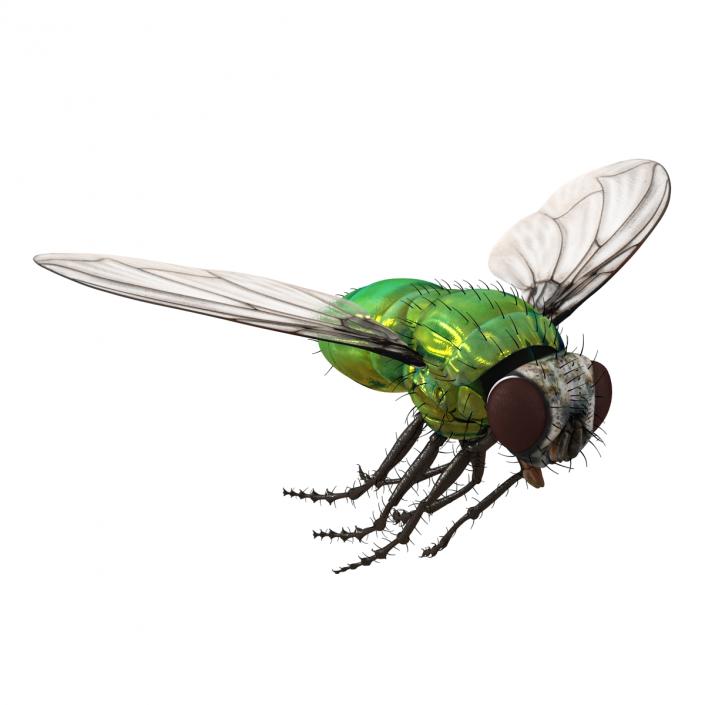 3D Green Bottle Fly Pose 3 model