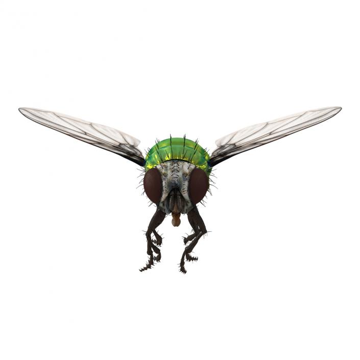 3D Green Bottle Fly Pose 3 model