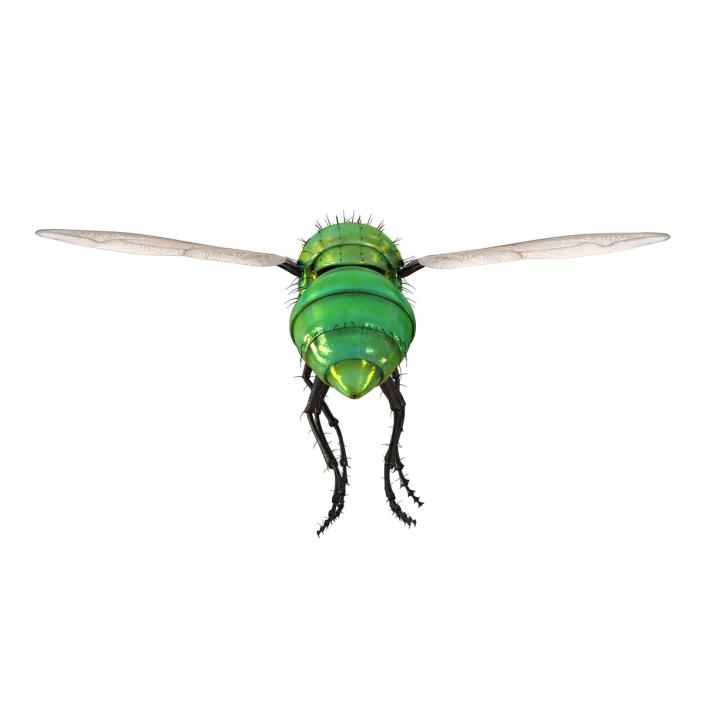 3D Green Bottle Fly Pose 3 model