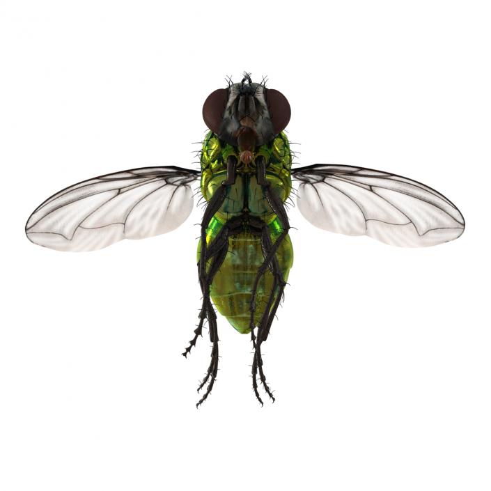 3D Green Bottle Fly Pose 3 model