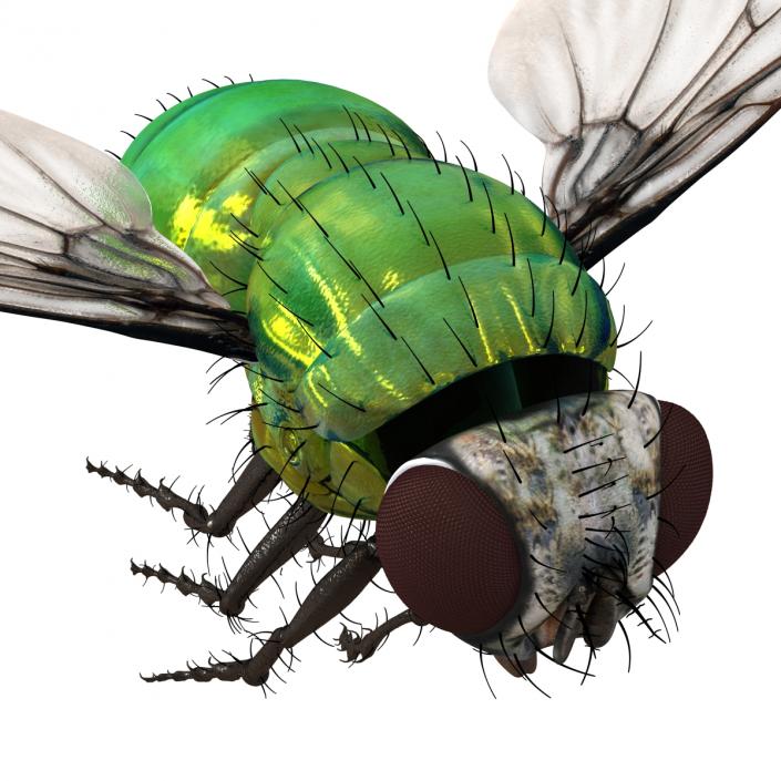 3D Green Bottle Fly Pose 3 model