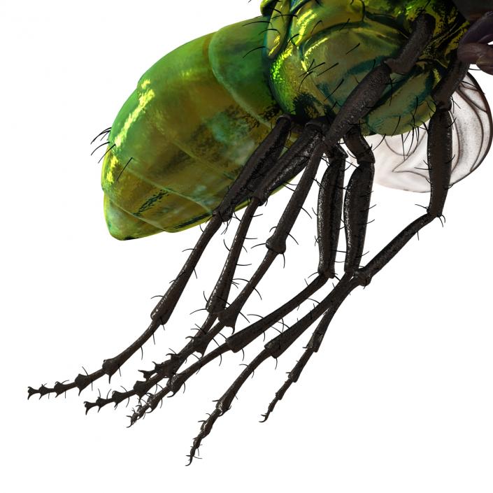 3D Green Bottle Fly Pose 3 model