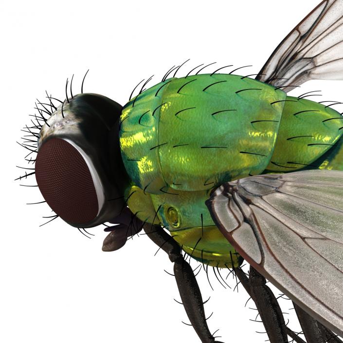 3D Green Bottle Fly Pose 3 model