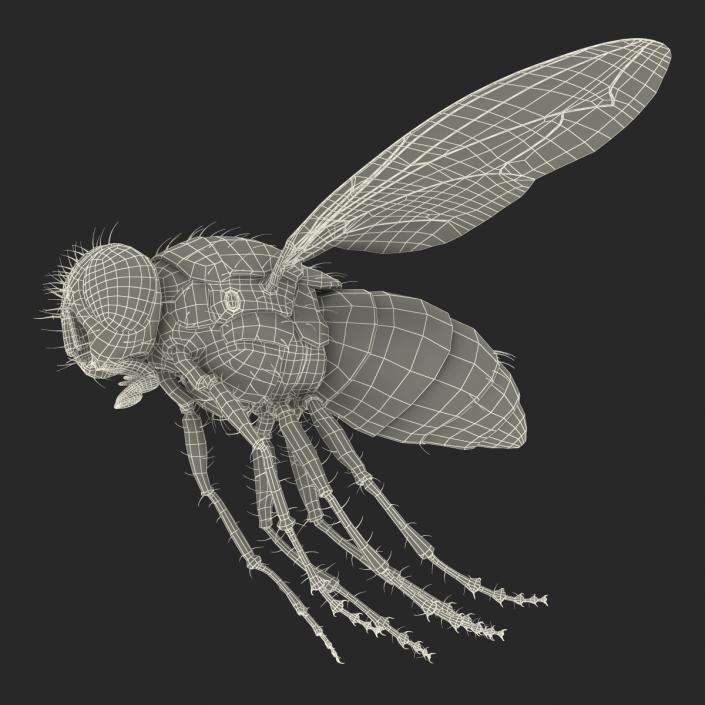 3D Green Bottle Fly Pose 3 model