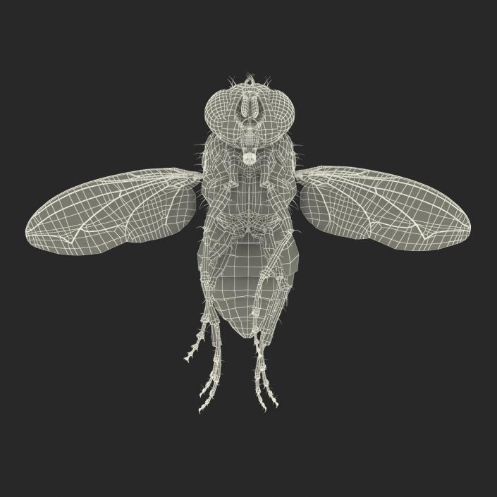 3D Green Bottle Fly Pose 3 model