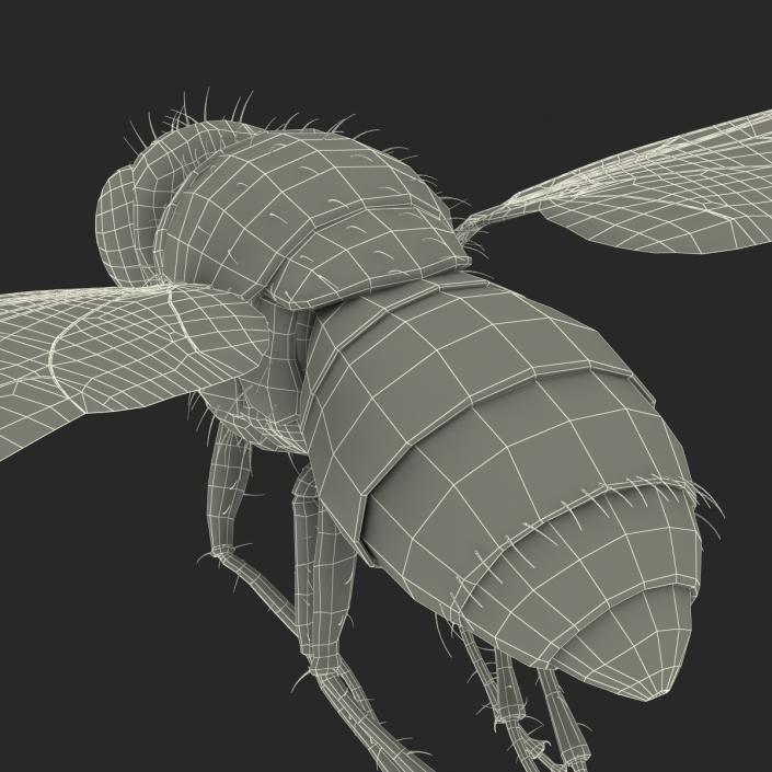 3D Green Bottle Fly Pose 3 model