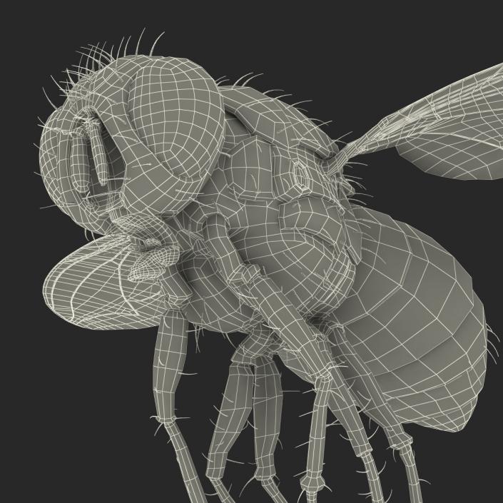 3D Green Bottle Fly Pose 3 model