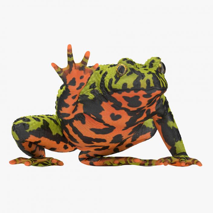 Fire Bellied Toad Frog Rigged 3D model