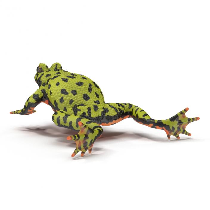 Fire Bellied Toad Frog Rigged 3D model