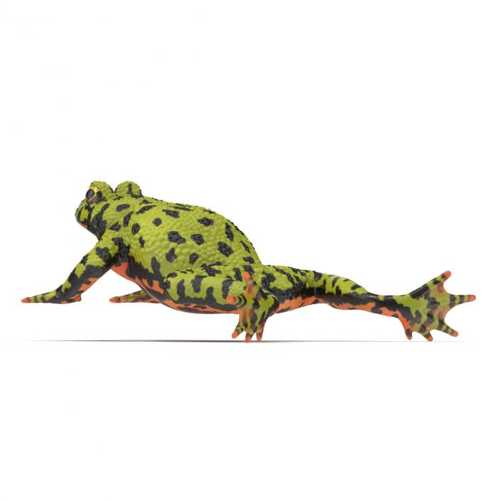 Fire Bellied Toad Frog Rigged 3D model